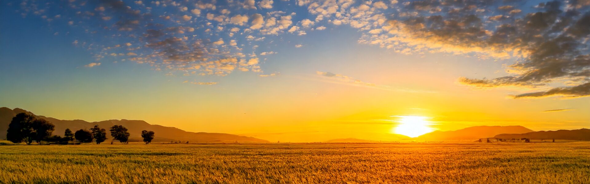 Blockchain en la Cadena de Suministro Agrícola: Innovación y Transparencia